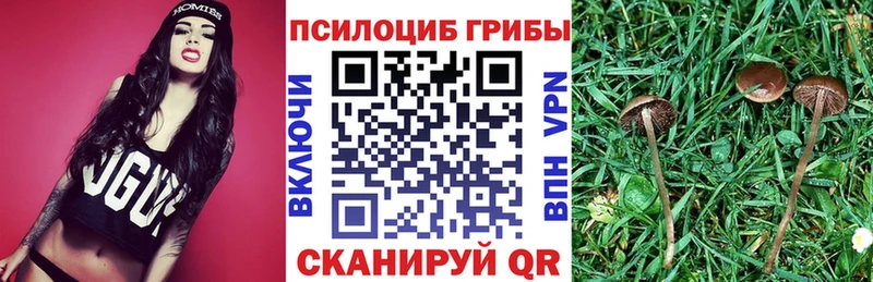 магазин продажи   Каменск-Шахтинский  Псилоцибиновые грибы Psilocybe 